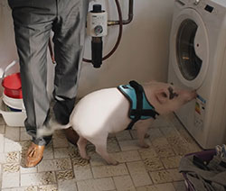 Mann mit Sockenschwein vor Waschmaschine